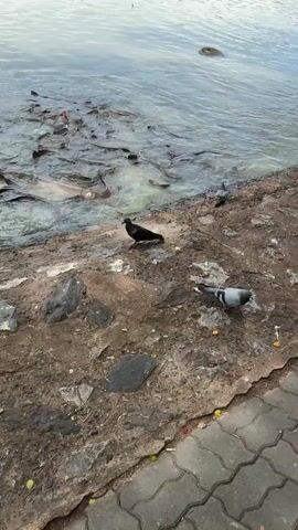 A flock of fish thrash in the murky water near the shore. Two pigeons stand on the rocky embankment. One pigeon is black, and the other is gray. The gray pigeon is closer to the water's edge.