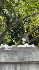 Macaque monkeys feed, rest in Kediri bamboo grove area