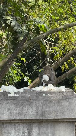 Macaque monkeys feed, rest in Kediri bamboo grove area