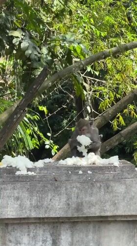 Macaque monkeys feed, rest in Kediri bamboo grove area