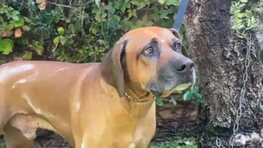 A medium shot shows a brown dog on a leash, standing in a yard near a tree and some green bushes. The dog shakes its head to get water off. Another dog is partially visible in the lower right.