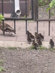 Duck family navigates Krasnoyarsk streets and waterway with ducklings in tow