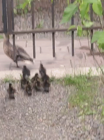 Duck family navigates Krasnoyarsk streets and waterway with ducklings in tow