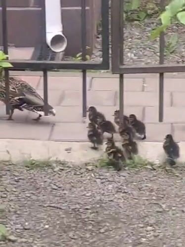 Duck family navigates Krasnoyarsk streets and waterway with ducklings in tow