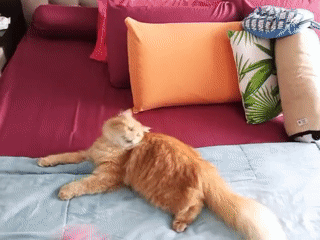 Orange cat plays, naps, and roams a Samarinda home