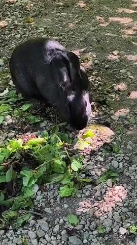 A black rabbit with white markings on its face is eating a pile of green leafy vegetables on a gravelly ground. Sunlight filters through overhead foliage, creating shadows on the ground.