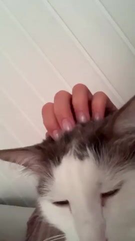 A person is petting a white and gray cat. The cat's eyes are partially closed and its head is tilted. The cat is wearing a purple collar. The background is blurred and appears to be an indoor setting.