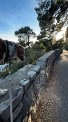 Dog walker enjoys afternoon stroll in coastal Montenegro town
