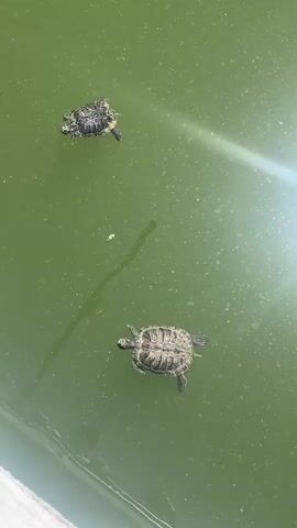 Two small turtles swim in murky green water. One turtle is closer to the bottom of the frame, and the other is further away, in the upper left corner. Both turtles have their heads and legs extended, appearing to be actively swimming. The water is slightly cloudy with small particles, and a faint shadow of one of the turtles is visible beneath it. The upper right corner of the frame is bright with a strong lens flare, suggesting sunlight. The bottom left of the frame shows a hint of a concrete edge, possibly the side of a pond or pool. The scene appears to be outdoors during the day, with natural light. The overall mood is peaceful and observational, focusing on the natural behavior of the animals in their environment.
