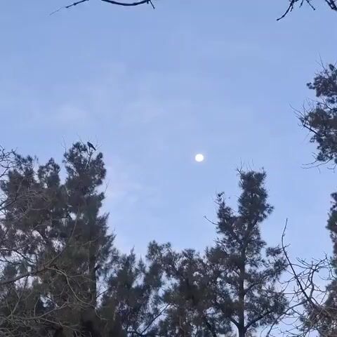 The video shows a daytime shot looking up at the sky. In the foreground, there are silhouetted tops of pine trees against a pale blue sky with thin clouds. A bird is perched on the very top branch of one of the trees, facing to the left. In the upper middle of the frame, a full moon is visible, appearing as a bright white disc. The video is short, lasting only a few seconds, and there is no discernible action or interaction within the frame.