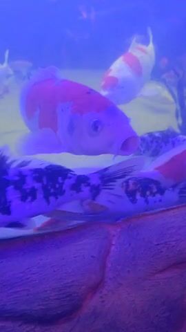 The video shows a fish tank. The tank has a textured rock-like base and contains several koi fish of different colors, including white with red markings and solid red. The lighting in the tank gives the scene a blue hue. Some decorative plants are also visible in the background. The fish are swimming slowly within the tank.