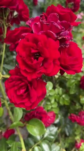 This media file is a close-up shot of a cluster of vibrant red roses. The roses are the primary subjects, with a few in sharp focus and others softly blurred in the background, creating a sense of depth. Some of the roses are fully bloomed, showcasing their intricate petal structure, while others are still in bud. One of the roses has a bee nestled within its petals, actively engaged in pollination. The surrounding foliage is a lush green, providing a natural backdrop. The lighting suggests it is daytime, with natural light illuminating the scene.

The setting appears to be an outdoor garden, likely in a temperate climate, given the presence of blooming roses and green leaves. The overall impression is one of natural beauty and the quiet activity of nature. There are no people visible in the frame. The composition focuses entirely on the floral elements, highlighting their color and texture. The image evokes a feeling of tranquility and appreciation for the natural world. There is no visible text within the media file itself.