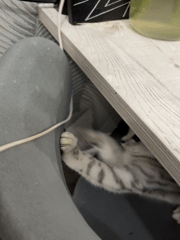 Playful kitten spotted under furniture, later resting in Izhevsk