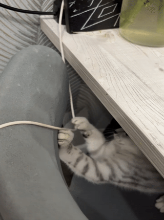 Playful kitten spotted under furniture, later resting in Izhevsk