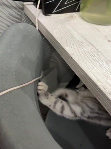 Playful kitten spotted under furniture, later resting in Izhevsk
