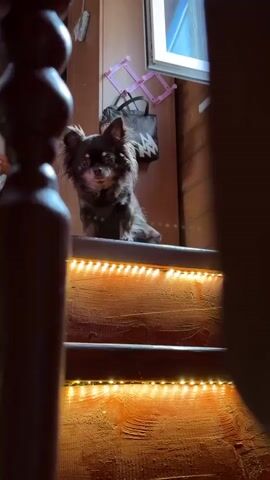 A long-haired chihuahua with brown fur and large ears sits on the top step of a wooden staircase, looking towards the camera. The stairs are illuminated by strings of small yellow lights along their edges. The background shows a wooden wall, a white framed picture on the wall, and a black handbag hanging on a pink rack. The foreground is partially obscured by a dark wooden railing.
