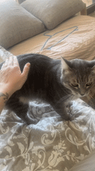 Two cats lounging and getting pets in a Budva bedroom