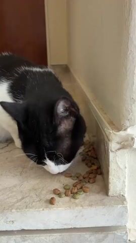 A black and white cat is eating kibble from a tiled floor next to a wall. The cat is hunched over, with its head down, actively eating. The kibble is scattered in a pile, with some pieces closer to the cat and others further away. The wall appears to be painted white and shows signs of wear and tear.