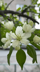 Tree blooms documented in Biysk, Russia