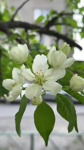 Tree blooms documented in Biysk, Russia