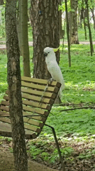 Person spotted with white cockatoo in Moscow park
