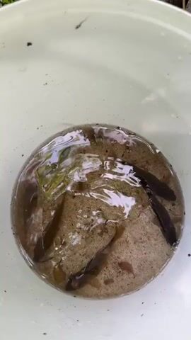 The camera shows a top-down view of a white bucket containing dirty water with some small, dark fish swimming within. There is a small amount of sediment at the bottom of the bucket.  Some small bits of debris float on the water's surface, and there are some green leaves and twigs just outside the bucket's rim. The water is slightly disturbed, causing gentle ripples.