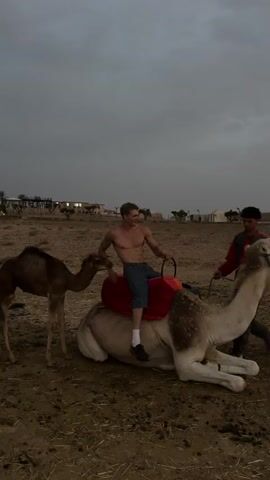 The video opens with a wide shot of a desert landscape under an overcast sky. In the foreground, a young man with a muscular physique, wearing blue pants and white socks, is sitting shirtless on a camel. The camel is kneeling on the ground. To the left of the man, a younger camel stands and appears to be interacting with the larger camel or the man. To the right of the man, another person, possibly a guide, wearing a vest over a red shirt, stands holding the reins of the camel the man is on. The guide is looking down. The man on the camel is looking to his left and smiling. The video then transitions to a closer shot of the man on the camel, who begins to stand up on the kneeling camel, gripping the saddle with his hands. The camel shifts its weight and begins to stand, with its front legs extending forward. The guide continues to hold the reins. The scene is set in a dry, dusty environment with some sparse vegetation and distant structures visible on a slight incline in the background. The overall mood seems to be one of adventure and amusement.