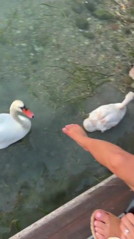 A pair of swans swim in clear, shallow water near a wooden dock. One swan, predominantly white with a black beak and orange accents, is on the left, facing left. The other swan, also white and appearing younger, is on the right, facing towards the left. The water has visible pebbles and aquatic vegetation. A person's bare foot, with painted toenails, extends from the right side of the frame, close to the water's edge. The person is wearing a ring on their left foot. Another bare foot with a tan sandal is visible in the foreground, lower right. The person's legs are crossed in the lower right portion of the frame. The lighting suggests an outdoor setting, possibly during the daytime.