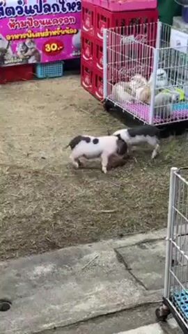The video shows two small black and white pigs playing outside a cage filled with other small pigs. The pigs are tussling and chasing each other on a patch of dry grass and dirt. Behind them is a metal cage on wheels with several piglets inside, resting on a colorful mat. To the left is a vendor stall with a pink sign in Thai script advertising food for 30 baht. Several red Coca-Cola crates are stacked next to the cage. A metal grate and a partially visible cage are in the foreground. The environment appears to be an outdoor market or fair.