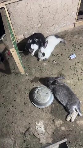 The video shows several rabbits in an outdoor enclosure. The enclosure appears to be made of natural materials such as mud and wood. There are several rabbits visible: a grey rabbit lying next to a metal bowl, a black and white rabbit, and a white rabbit. In the background, there is a structure that appears to be a rabbit hutch, with other white rabbits on top of it. The ground is dirt and there is some hay or grass scattered around. There are also some small objects on the ground, possibly food or debris. The lighting suggests it is either dusk or nighttime. The rabbits are not interacting in any particular way, they are mostly resting or looking around.