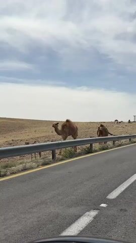 The video depicts three camels by the roadside. Two are adults, and one appears to be a baby. They graze on the sparse vegetation between the road and a low, silver-colored guardrail. The landscape beyond is arid, with a light brown, hilly terrain under a partly cloudy sky. The camera is positioned inside a vehicle on the road. The road is asphalt with a white lane marker. The dashboard of the car is partially visible at the bottom of the frame. Music plays throughout the video.