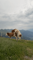 Cows on an Austrian alpine hillside, doing cow things.