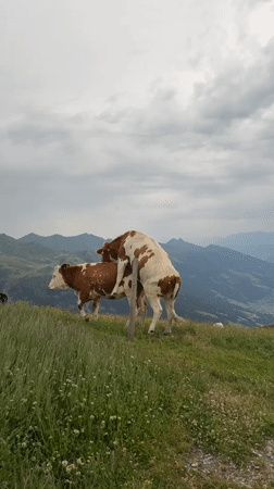 Cows on an Austrian alpine hillside, doing cow things.