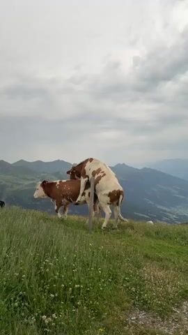 The video shows two cows on a grassy hillside with mountains in the background. One cow, predominantly white with brown patches, is mounted on another cow, which is mostly brown with white patches. The cows appear to be engaged in mating. The sky is overcast with clouds.