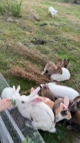 A group of rabbits, of various colors including white, brown, and spotted, are gathered in a grassy outdoor area. Some are eating from a pile of dried grass or hay, while others are interacting with a person's hand visible through a fence. The rabbits appear to be in close proximity, some nestled together. The background shows a fence, some vegetation, and a distant white object, possibly another animal. The lighting suggests it is daytime.