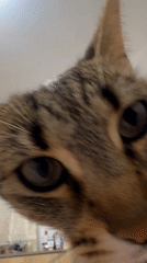 Tabby cat filmed in close-up in Shumen, Bulgaria