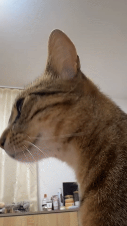 Tabby cat filmed in close-up in Shumen, Bulgaria