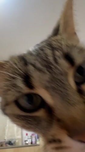 Tabby cat filmed in close-up in Shumen, Bulgaria