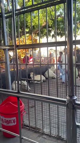This is a video captured from behind a metal fence, looking into an outdoor area. The primary subjects are several people and two cows. In the foreground, a bright red trash can with Tamil text on it is visible.

The scene appears to be within a temple complex or a similar sacred space in Chinnambedu, India. The fence suggests a restricted or designated area. Behind the fence, people are seen gathered, some appearing to be praying or observing. The cows are lying down within the fenced area, which is a common sight in many parts of India, especially in religious settings where cows are revered.

The lighting suggests it is daytime, likely morning or afternoon, with sunlight filtering through trees in the background. The weather appears to be clear and warm. The overall atmosphere seems peaceful, with people engaged in devotional activities.

The Tamil text on the red trash can appears to read "குப்பை தொட்டி" (kuppai thotti), which translates to "dustbin" or "trash can." There is also some text on a sign in the background, which is partially obscured and difficult to read clearly, but seems to be a temple notice or information board. The presence of offerings and decorations in the background further indicates a religious setting.