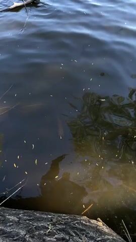 The video shows water, likely a lake or pond, that contains some plant debris on the surface and visible under the water. A log rests at the bottom of the frame. A small amount of green dye is already visible in the water.  A hand then comes into the frame and squeezes a few drops of orange dye from a small dropper bottle into the water, near the green dye.