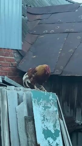 A rooster stands on a pile of what appears to be corrugated roofing panels, with a rusty metal roof in the background. The rooster is mostly brown with some white and golden plumage. It looks towards the camera and then pecks downwards. The environment appears to be an outdoor, possibly rural, setting. The lighting suggests it is daytime, possibly overcast.