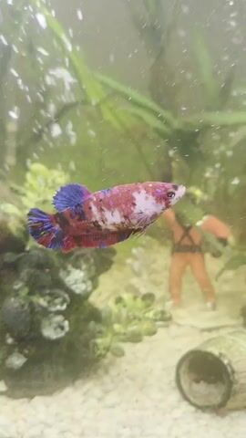 A Betta fish with multi-colored scales swims in a tank. The fish is predominantly reddish-brown with white and blue markings. It is surrounded by green aquatic plants and a sandy substrate. In the background, a small figurine of a person in an orange outfit is visible. Bubbles rise from the bottom of the tank, and the water appears slightly cloudy.
