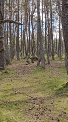 Pine forest with bent trees documented in Kaliningrad