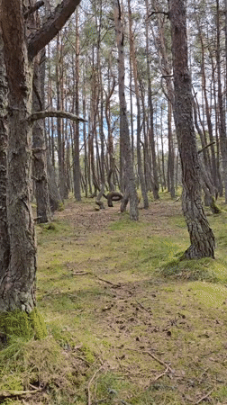 Pine forest with bent trees documented in Kaliningrad