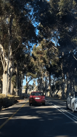 Vehicle travels tree-lined road in Bellville on sunny day