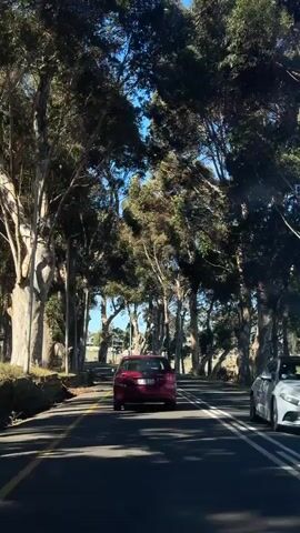The video captures a forward-facing view from a moving vehicle, driving along a tree-lined road on a clear, sunny day. A red sedan is visible ahead, traveling in the same direction. Tall, slender trees with light-colored bark and green foliage line both sides of the road, forming an overhead canopy. The road features standard markings: a solid white line and a broken white line separating lanes, and a yellow line along the left shoulder. Bright sunlight illuminates the scene, casting shadows on the asphalt. In the distance, beyond the trees, hints of buildings or structures are visible. The license plate on the red car is partially visible, displaying "CA 336-963", indicative of a South African registration. The setting is a scenic road in Bellville, South Africa.