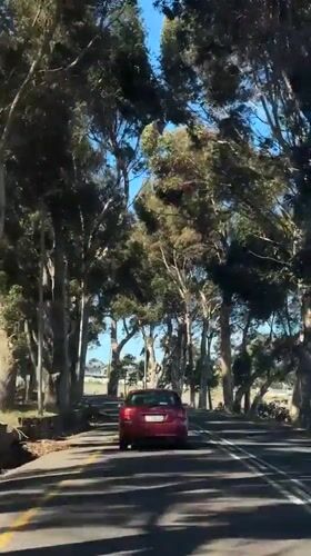 Vehicle travels tree-lined road in Bellville on sunny day