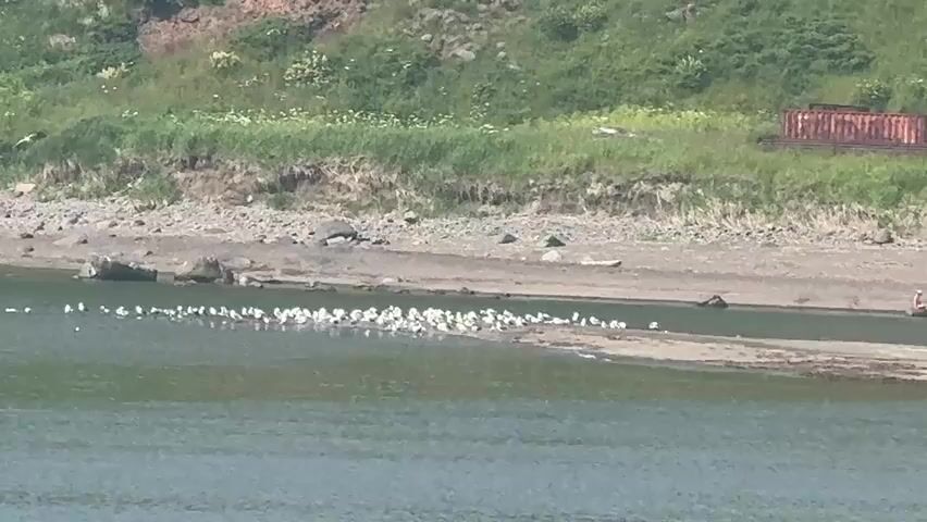 A flock of white birds is gathered on a sandy shore next to a body of green water. Behind the shore, a grassy slope rises, dotted with rocks and some vegetation. In the background, a rusted metal structure is partially visible on the top of the slope. The water is calm, reflecting the overcast sky. The overall scene is natural and serene, with the birds being the main focus of activity.