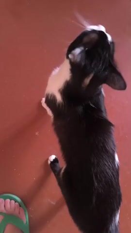 A black and white cat is looking up. The cat is on a red floor. A person's foot wearing a green sandal is visible in the bottom left corner. The cat's head turns from side to side and then looks directly at the camera. The cat's eyes are green and its nose is pink. Its whiskers are long and white. The cat's body is mostly black with white patches on its chest, paws, and head. The tail is black.