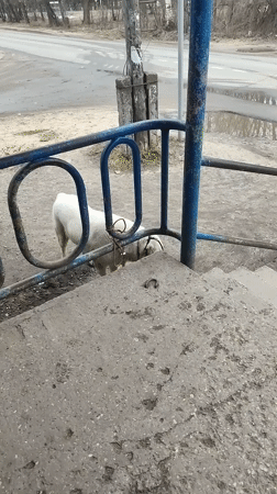 White sheep tethered to blue railing in Shuya, Russia